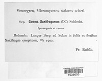 Puccinia saxifragae image